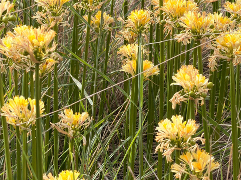 Goondiwindi Botanic Gardens of the Western Woodlands-Goondiwindi必去景点