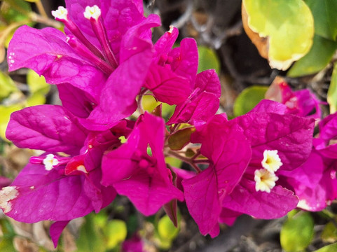 Villa Maria Serena-芒通必去景点