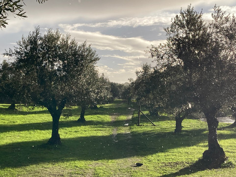 Nisa酒店住宿-Quinta dos Ribeiros