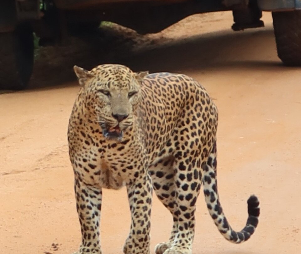 Muthu Sri Lanka Tours-加勒必去景点