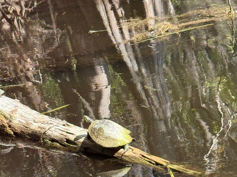 Swamp Fever Airboat Adventures-Lake Panasoffkee必去景点