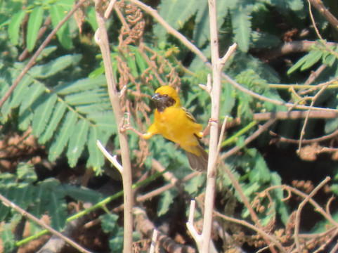 SVC野生动物保护区-暹粒必去景点