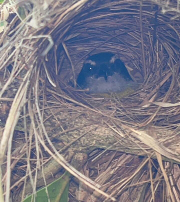 Abel Bustamante - Tour Guide-Manzanillo必去景点