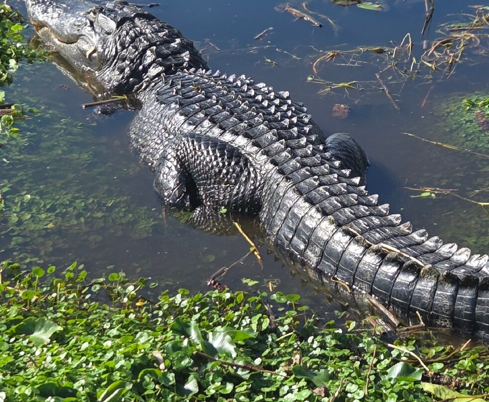 Wild Willy's Airboat Tours-圣克劳德必去景点
