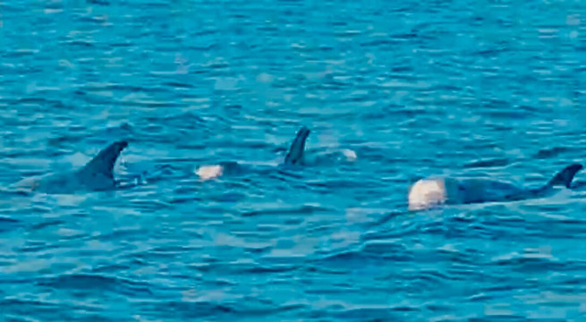 Papa Fish Excursions-乌库拉斯必去景点