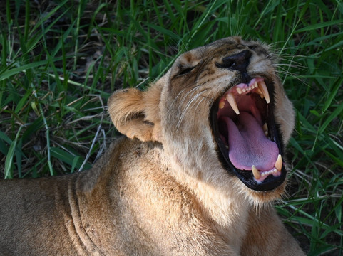 Wild Journeys-尼斯普鲁特必去景点