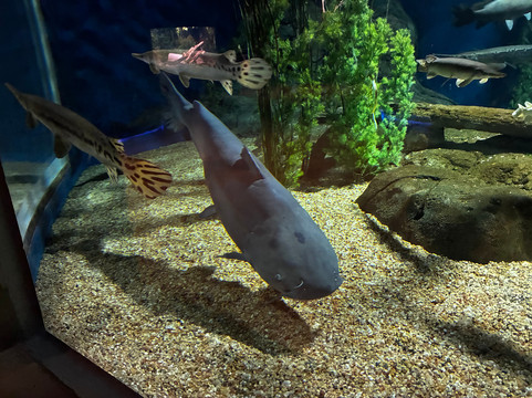 OdySea Aquarium-斯科茨代尔必去景点