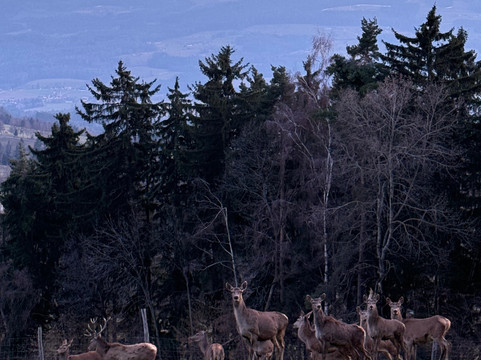 华尔富穆赫餐厅酒店主图