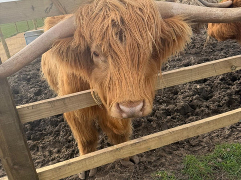 Highland Cow Cottage-Royston必去景点
