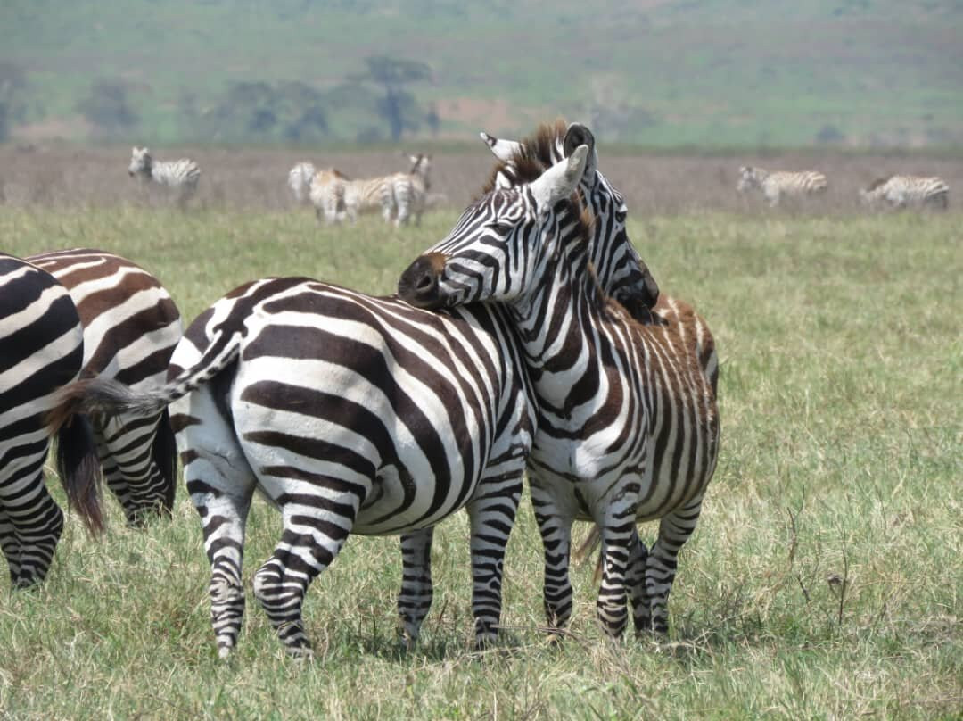 Tanzania Wildheart Adventures-阿鲁沙必去景点