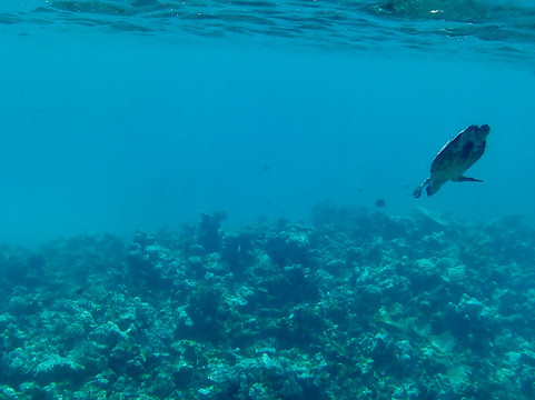 Blue Wave Ifuru By Dive Butler At Ifuru Island Maldives-Ifuru必去景点
