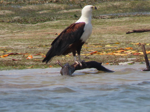 Lady Lamu Dhow-拉穆岛必去景点