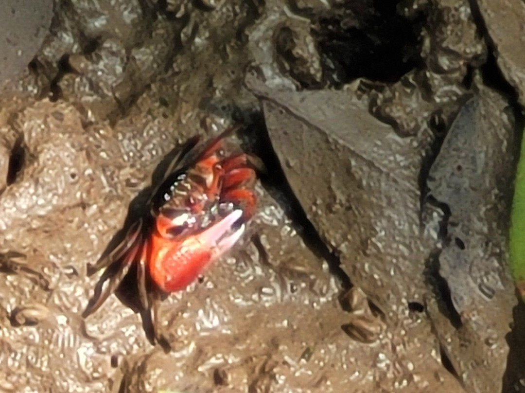 Krabi Urban Forest-Pak Nam必去景点