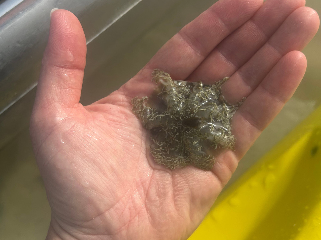 Rising Tide Tours-普罗维登西亚莱斯必去景点