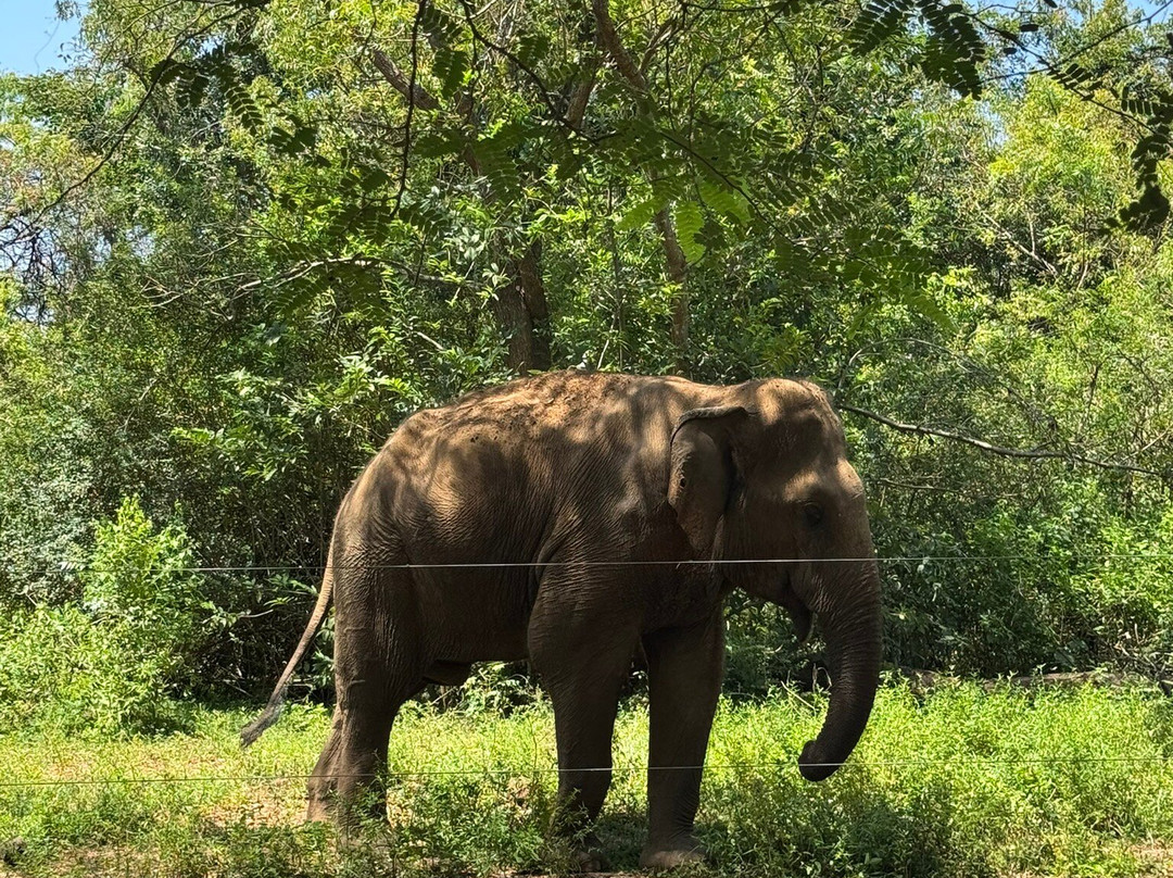 Ceylon Escapes-科伦坡必去景点