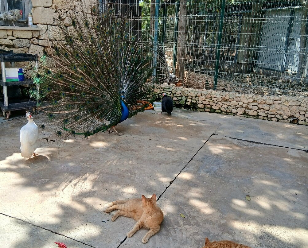 Birdpark Malta-Salina必去景点