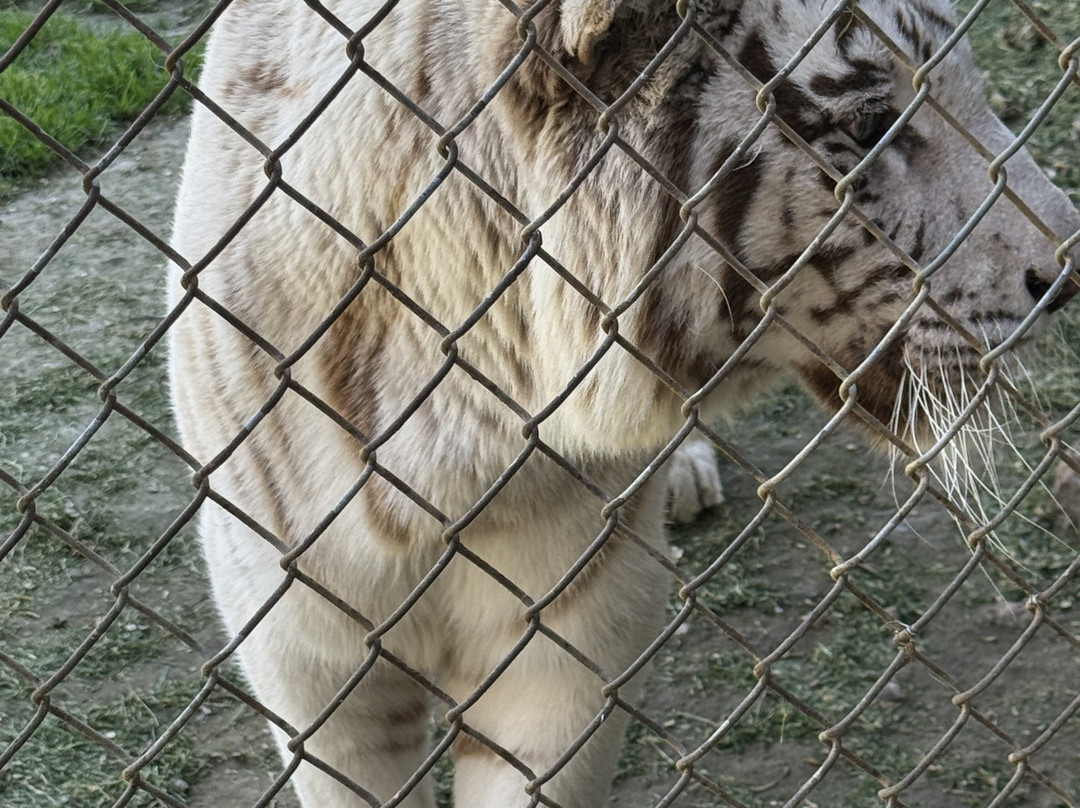 Tiger Safari Zoological Park-Tuttle必去景点