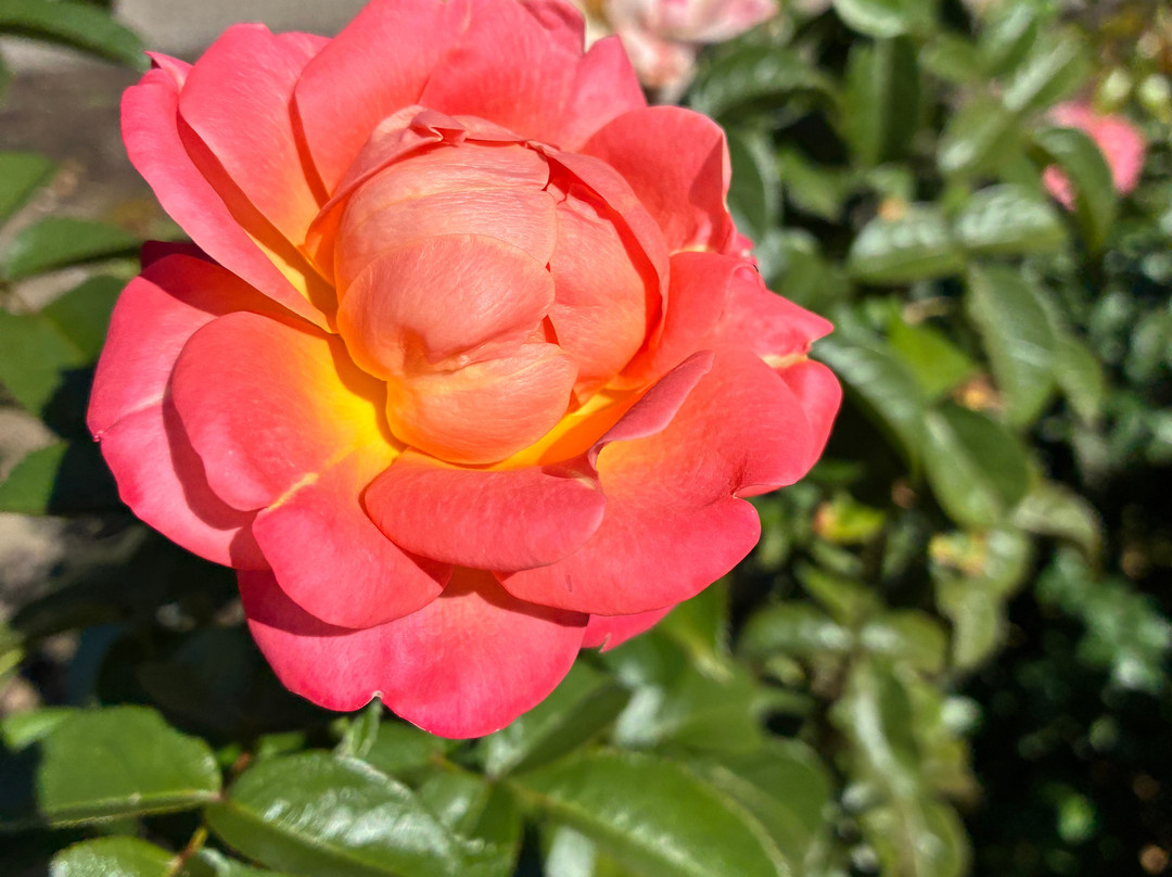 植物园-阿德莱德必去景点