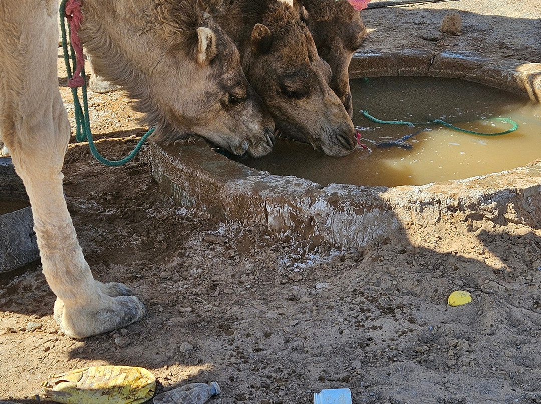 Wild Morocco-扎古拉必去景点