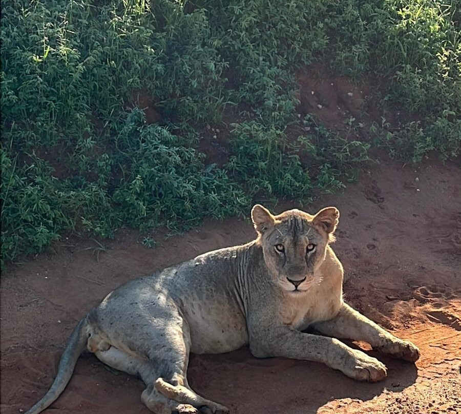 Donamasai Kenya Tours-马林地必去景点