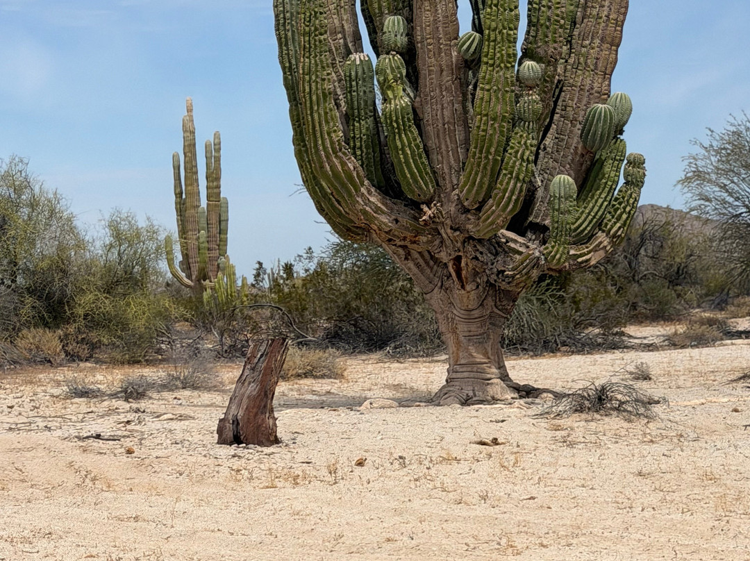 Valley of the Giants Valle de los Gigantos-下加利福尼亚州必去景点
