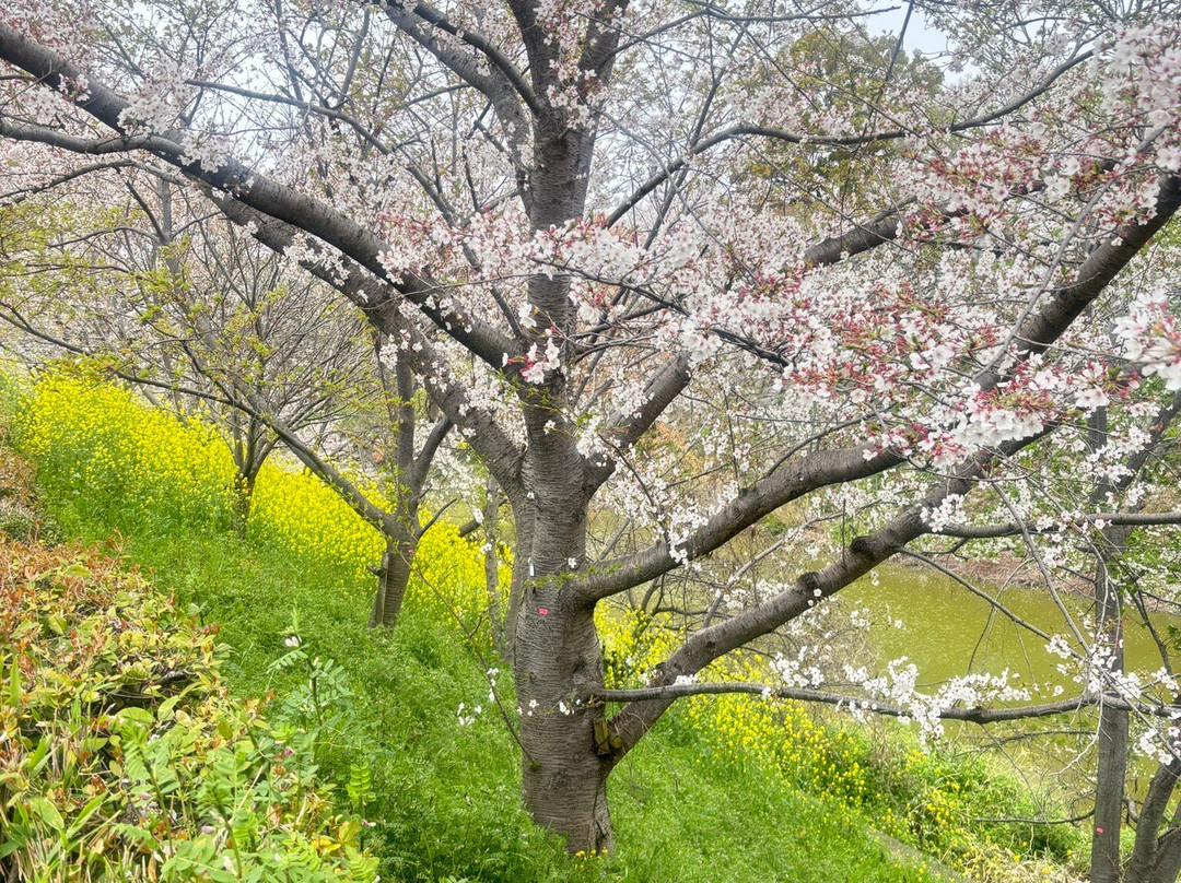Koriyama Castle-大和郡山市必去景点