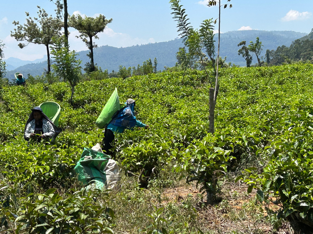 Sri Lankan Kemi Tours-卡图纳耶克必去景点