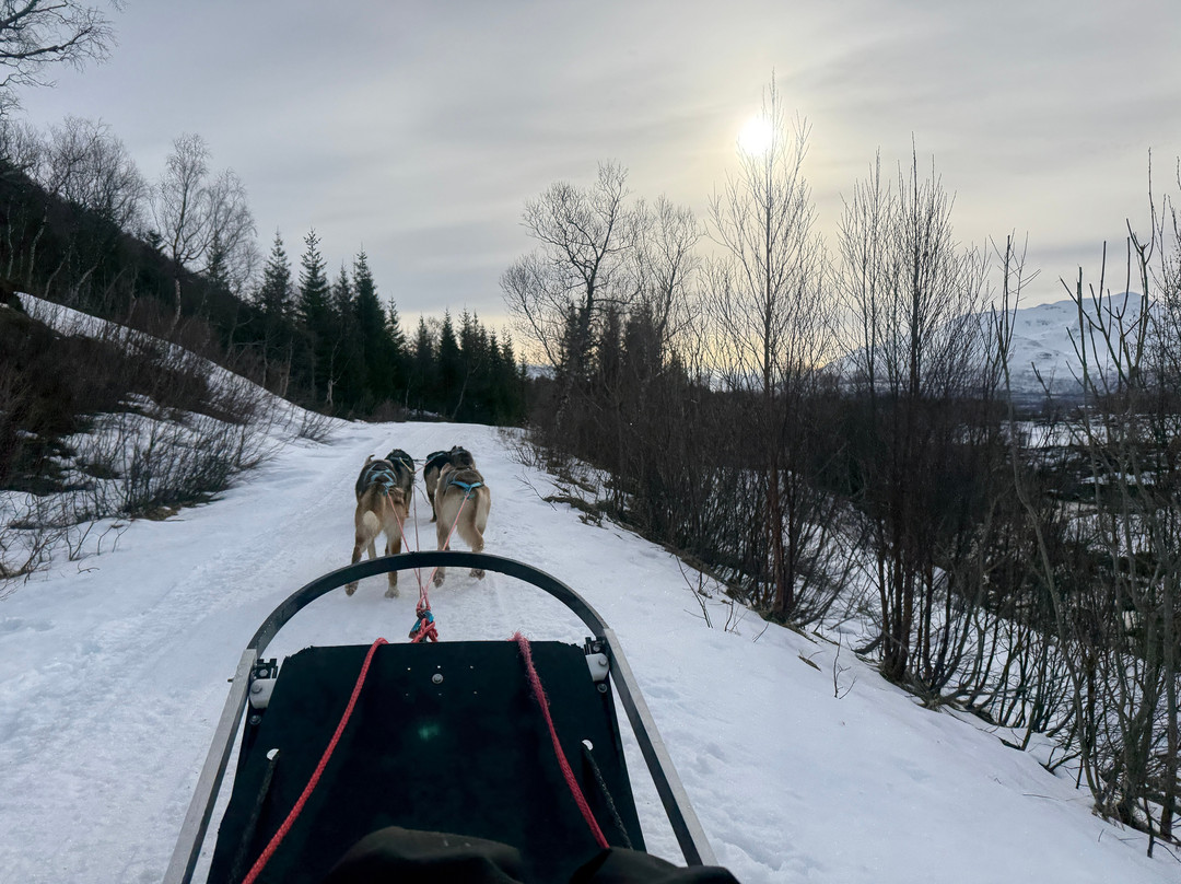 Kvaløya Husky-特罗姆瑟必去景点