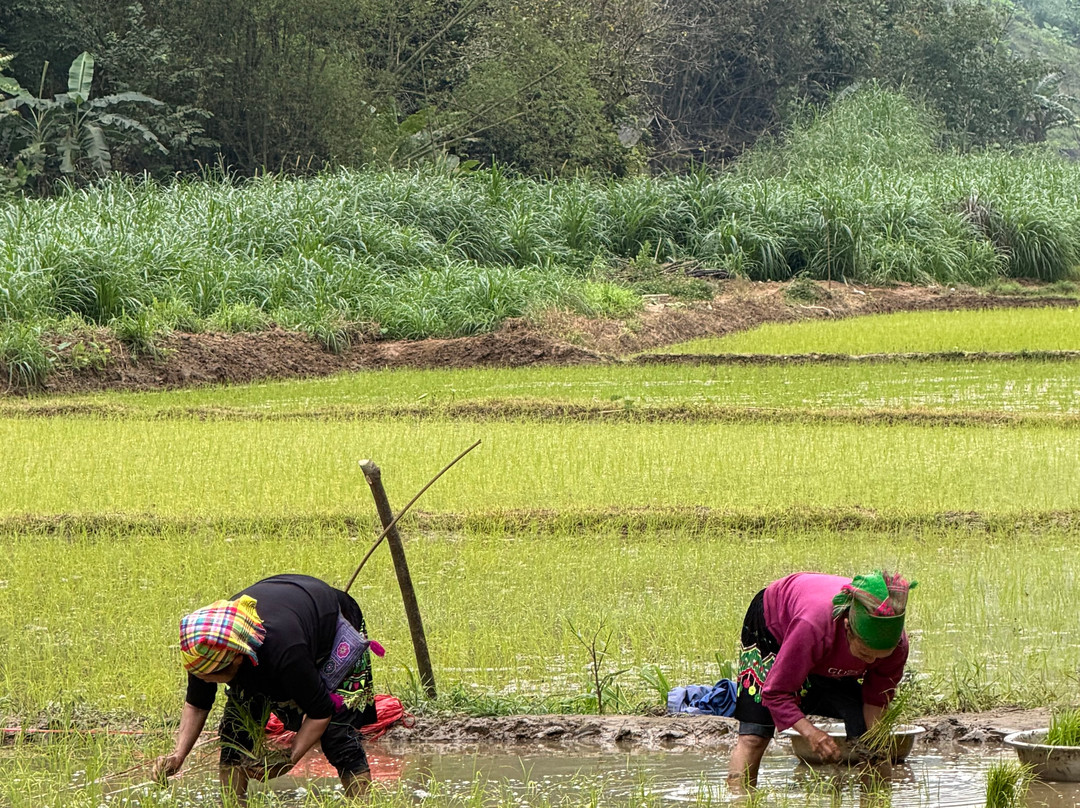 Ba Be Jungle Houses主图