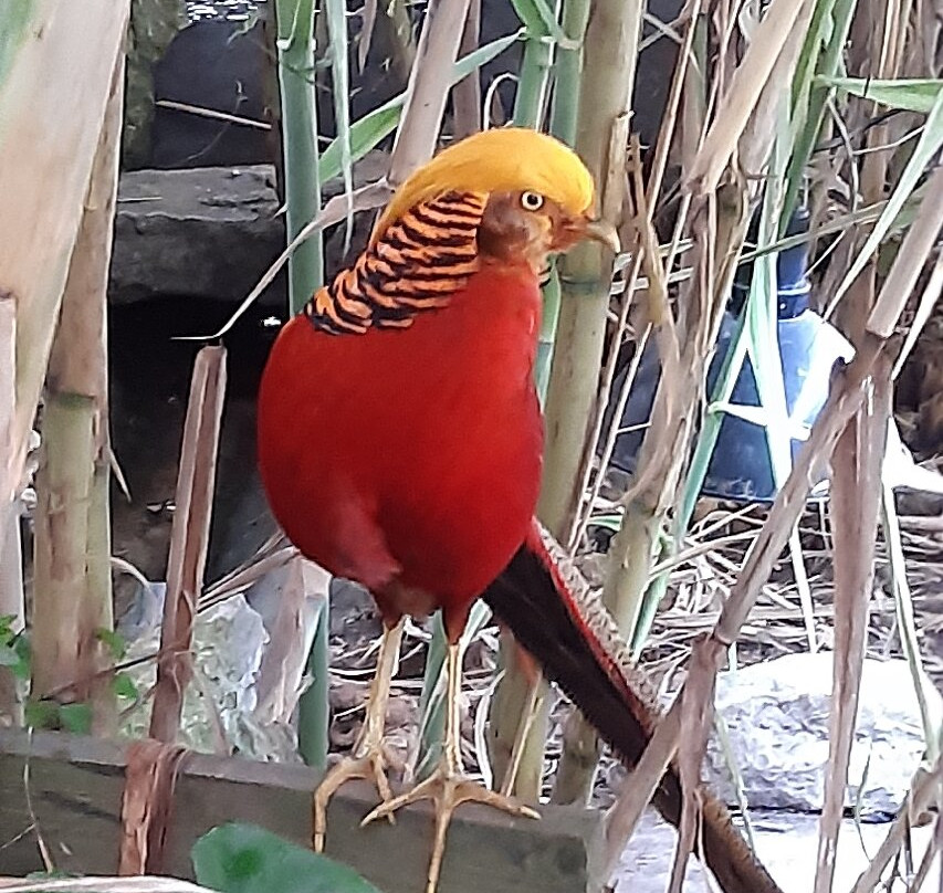 Bugtopia Hornsea Zoo-Hornsea必去景点