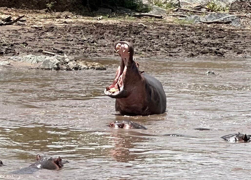 Thomson Safaris-塞伦盖蒂国家公园必去景点