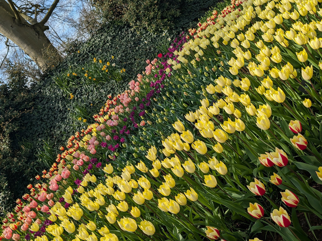 库肯霍夫-利塞必去景点