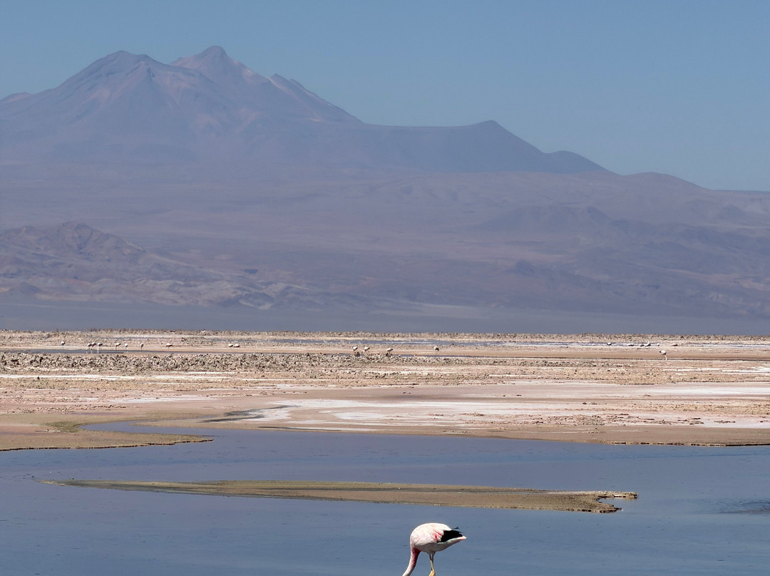Laguna Chaxa-圣佩德罗-德阿塔卡马必去景点