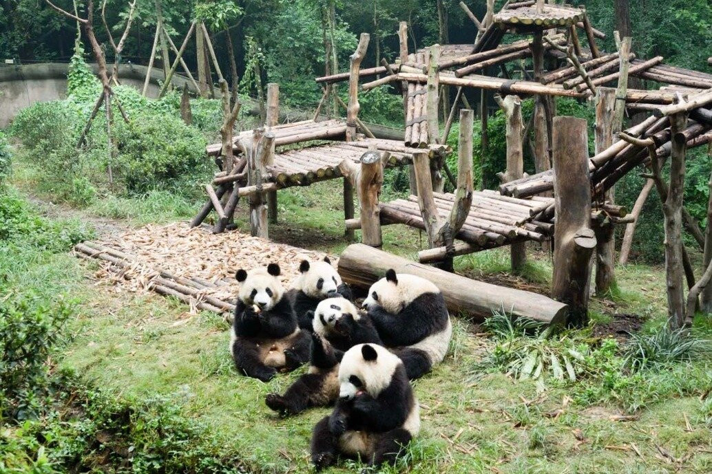 Chengdu Tours by BetterChinaTrip
