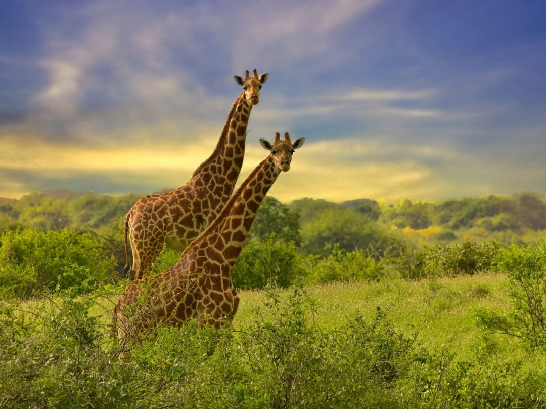 Mara Naboisho Conservancy-纳罗克必去景点