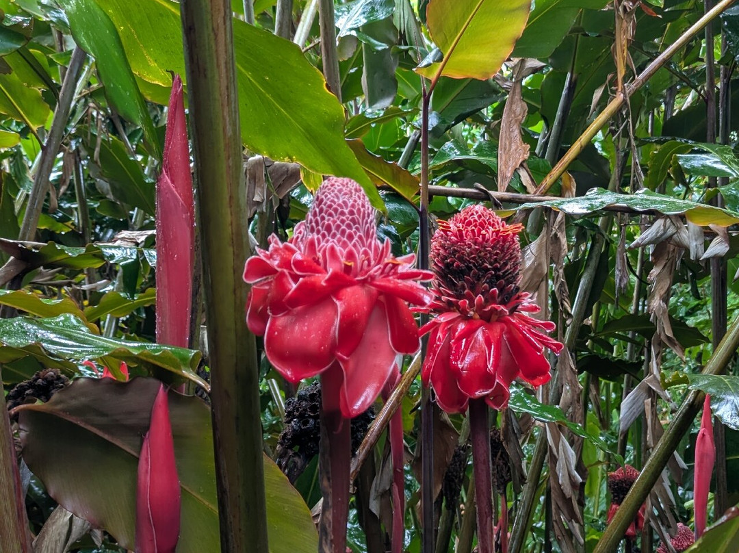 Plantation Beauvallon-Le Morne-Rouge必去景点