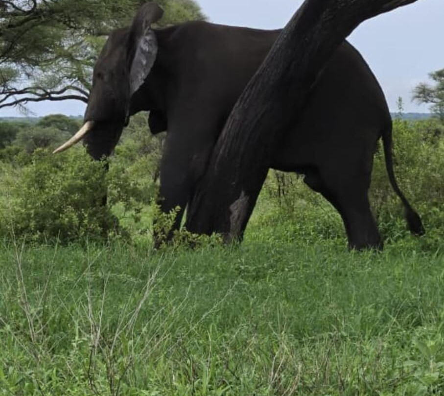 Northern Masailand Safaris-阿鲁沙必去景点