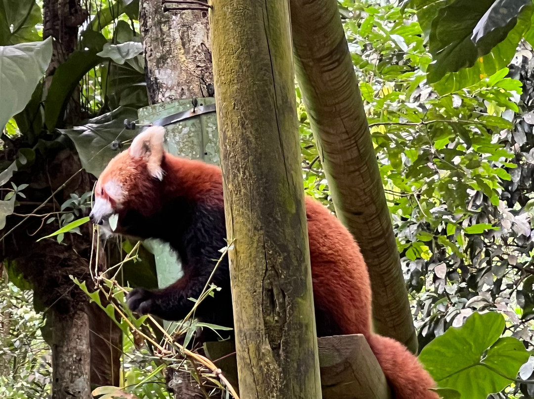 Zoo De Guadeloupe Au Parc Des Mamelles-Bouillante必去景点