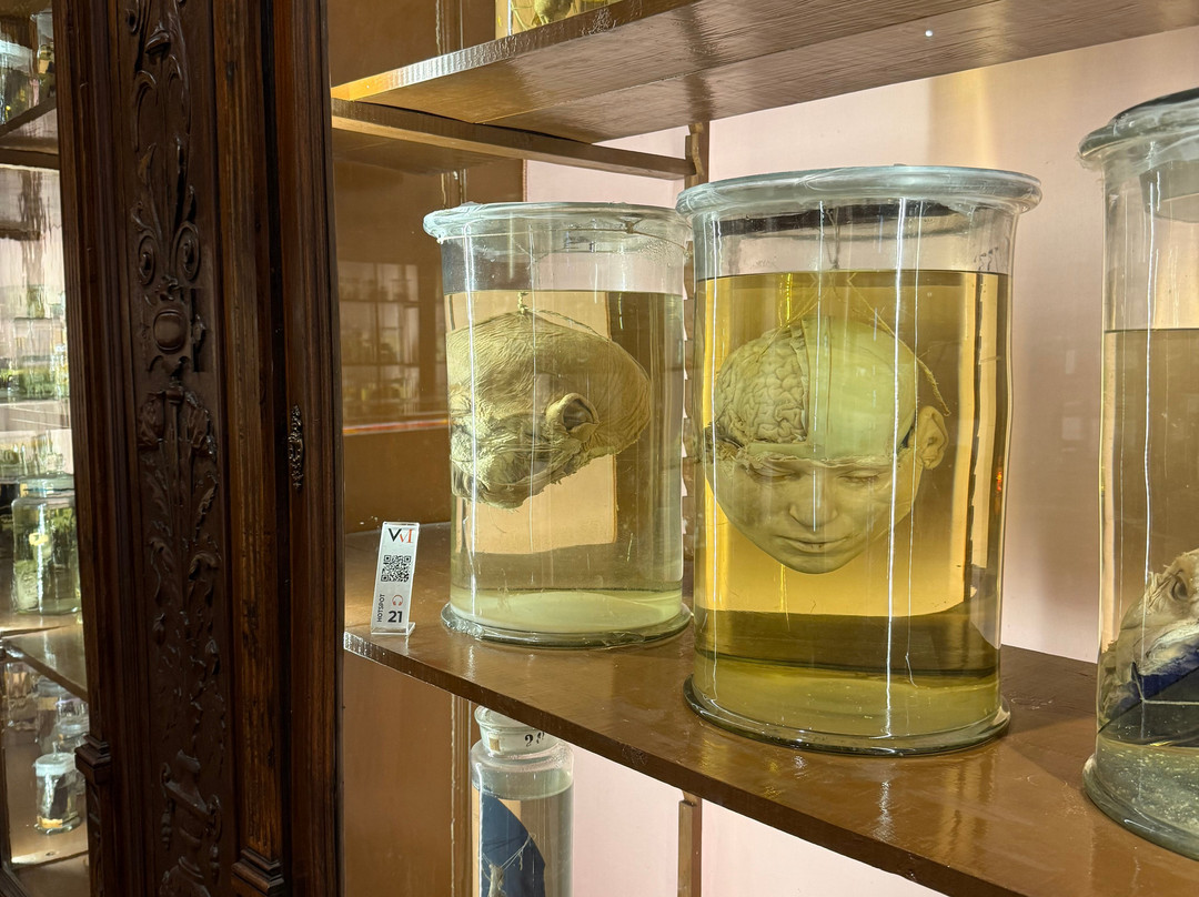 MUSA - Museo Universitario delle Scienze e delle Arti-那不勒斯必去景点