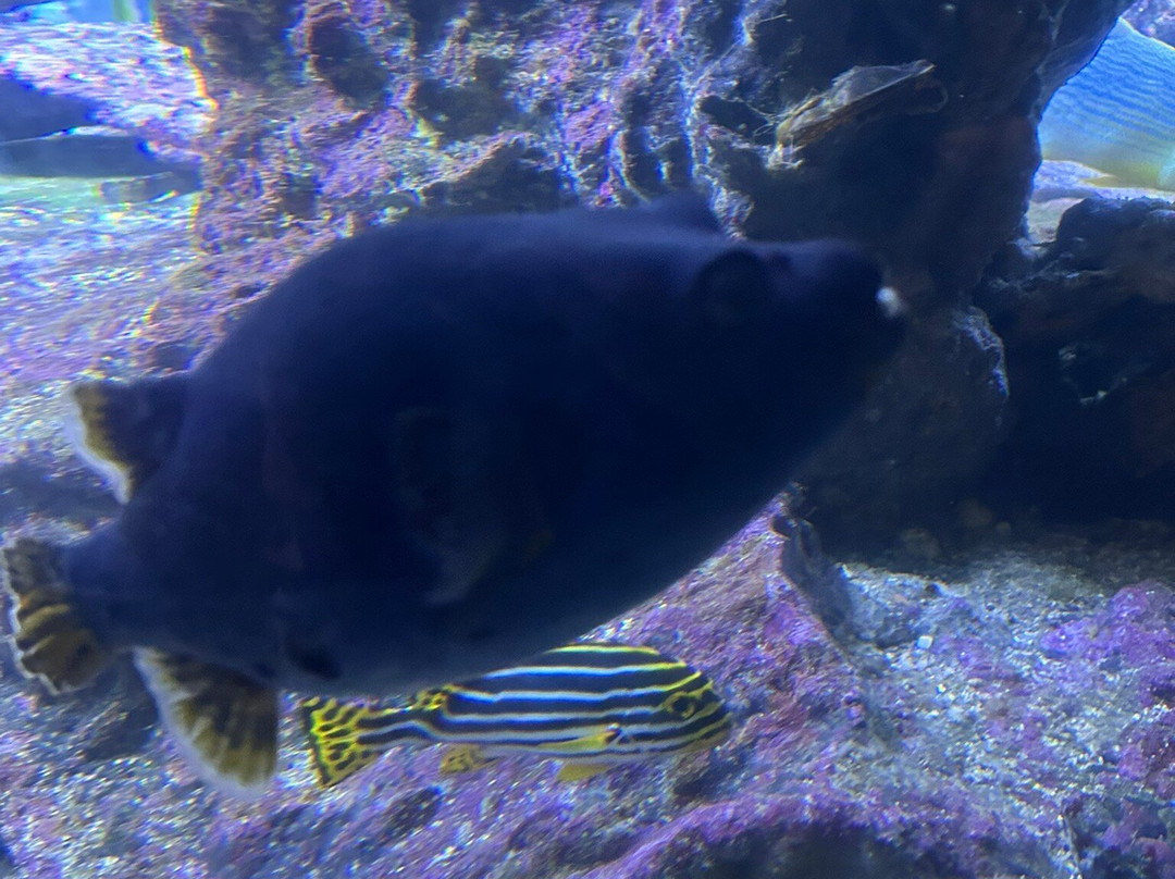 热那亚水族馆-热那亚必去景点