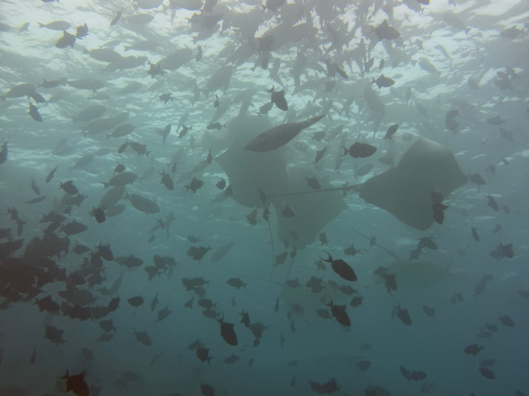 Euro-Divers Niva Kurumba Maldives-库鲁巴椰子岛必去景点