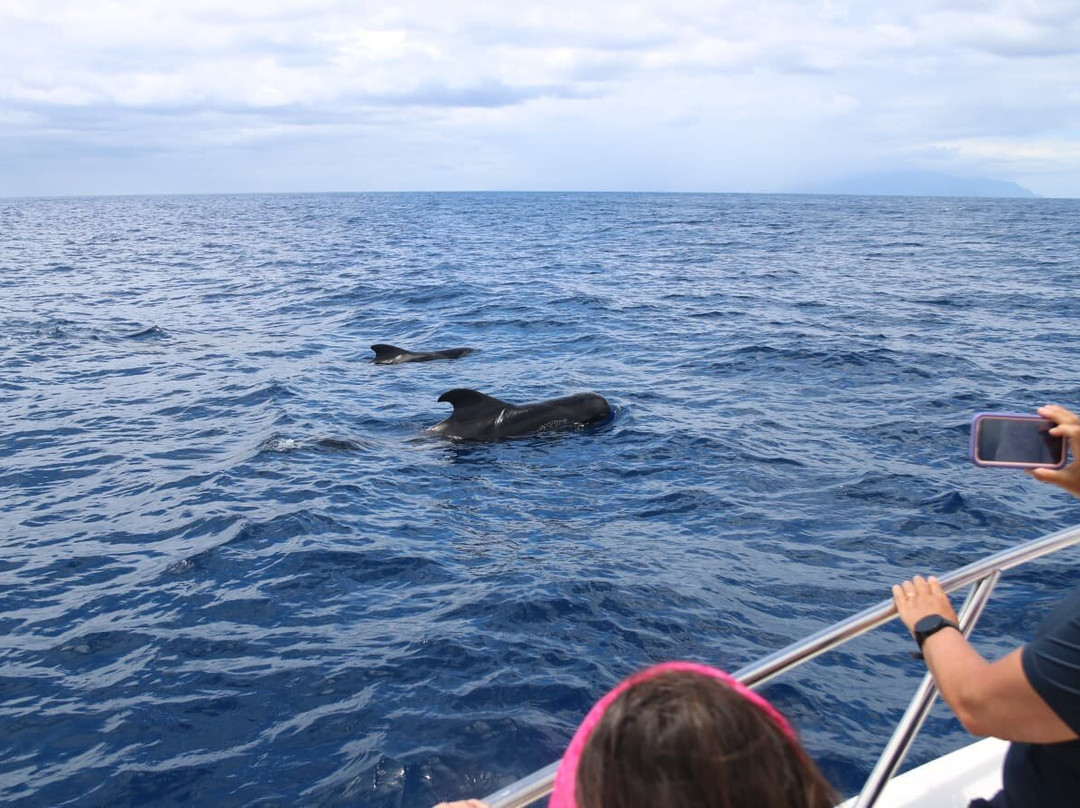 Atlantic Eco Experience | Whale Watching Tenerife-奥德杰海岸必去景点