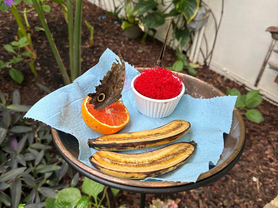 Missoula Butterfly House & Insectarium-米苏拉必去景点