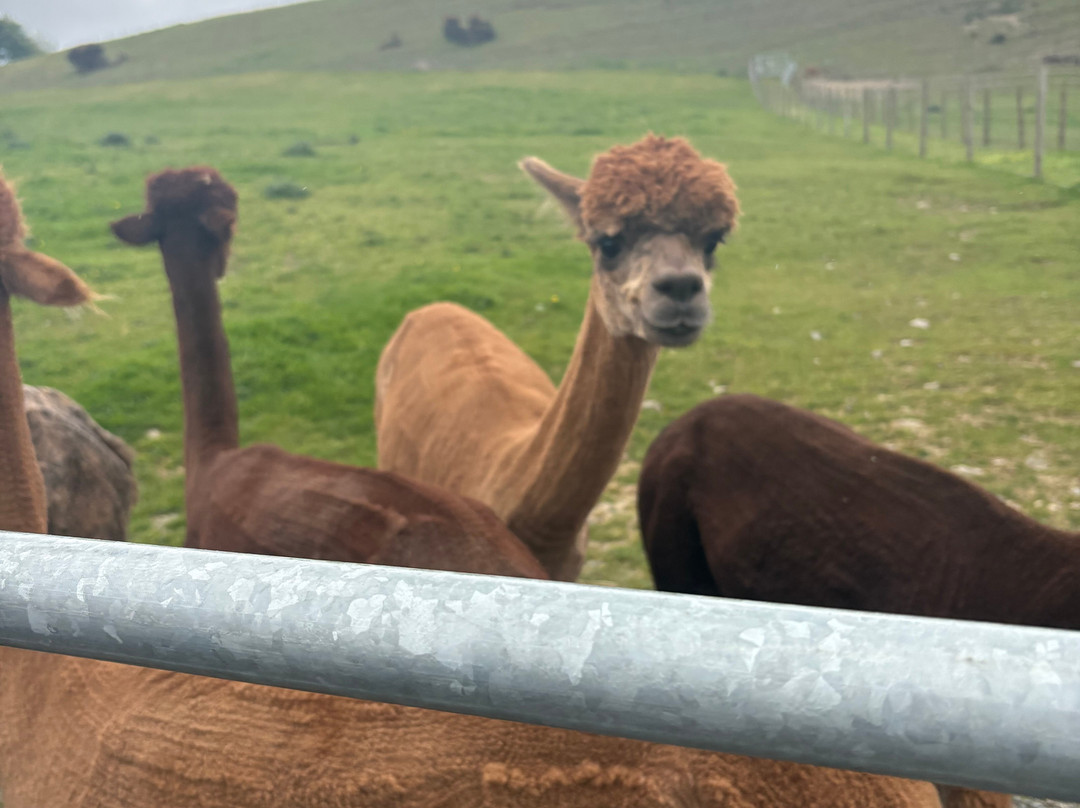 Wreay Syke Alpacas-肯德尔必去景点