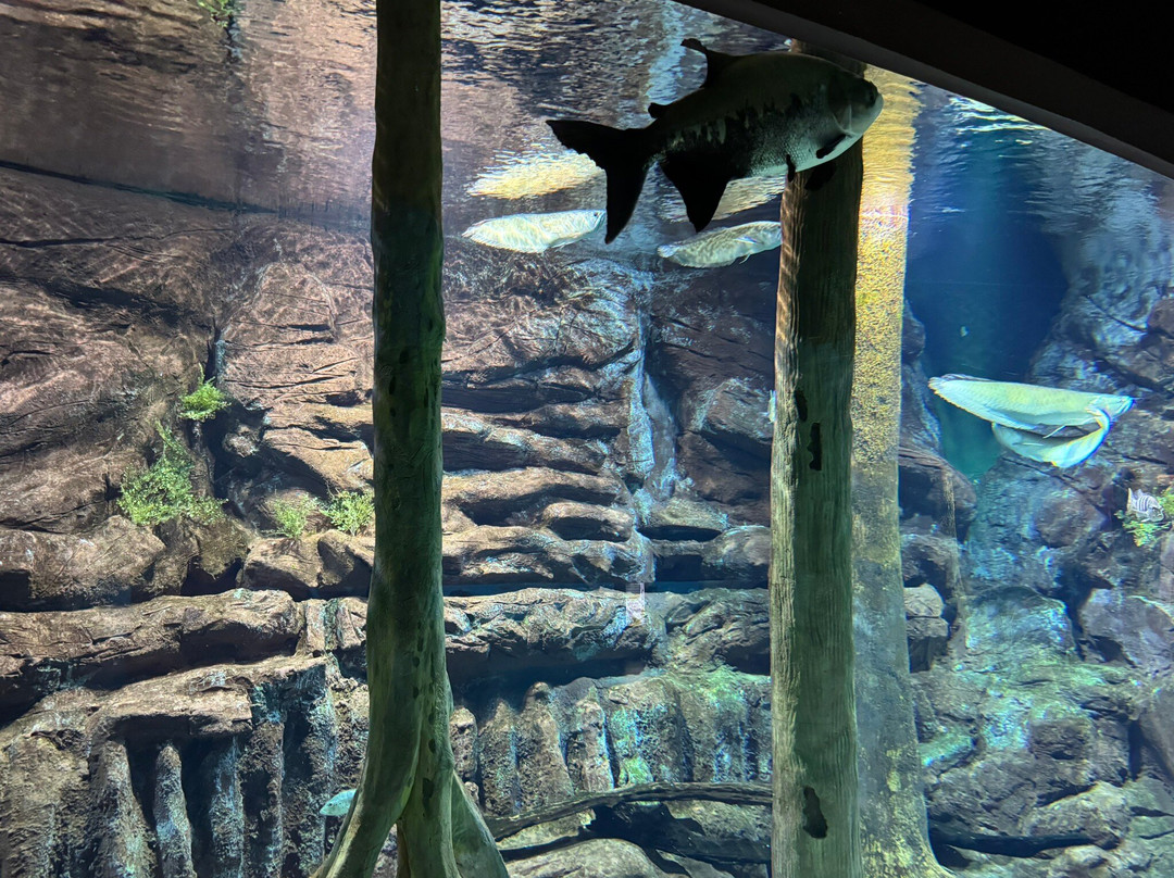 Bioparque Pantanal-大坎普市必去景点