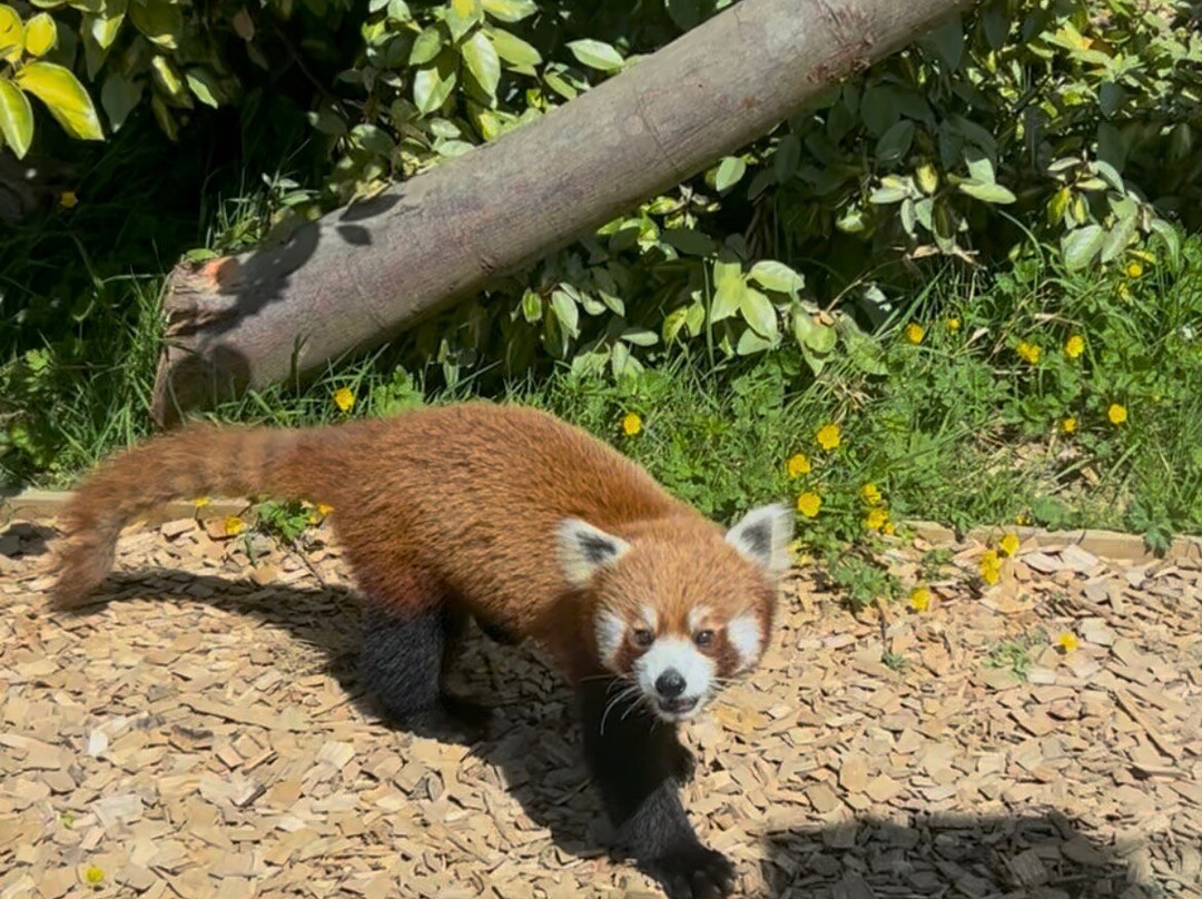 Folly Farm-Begelly必去景点