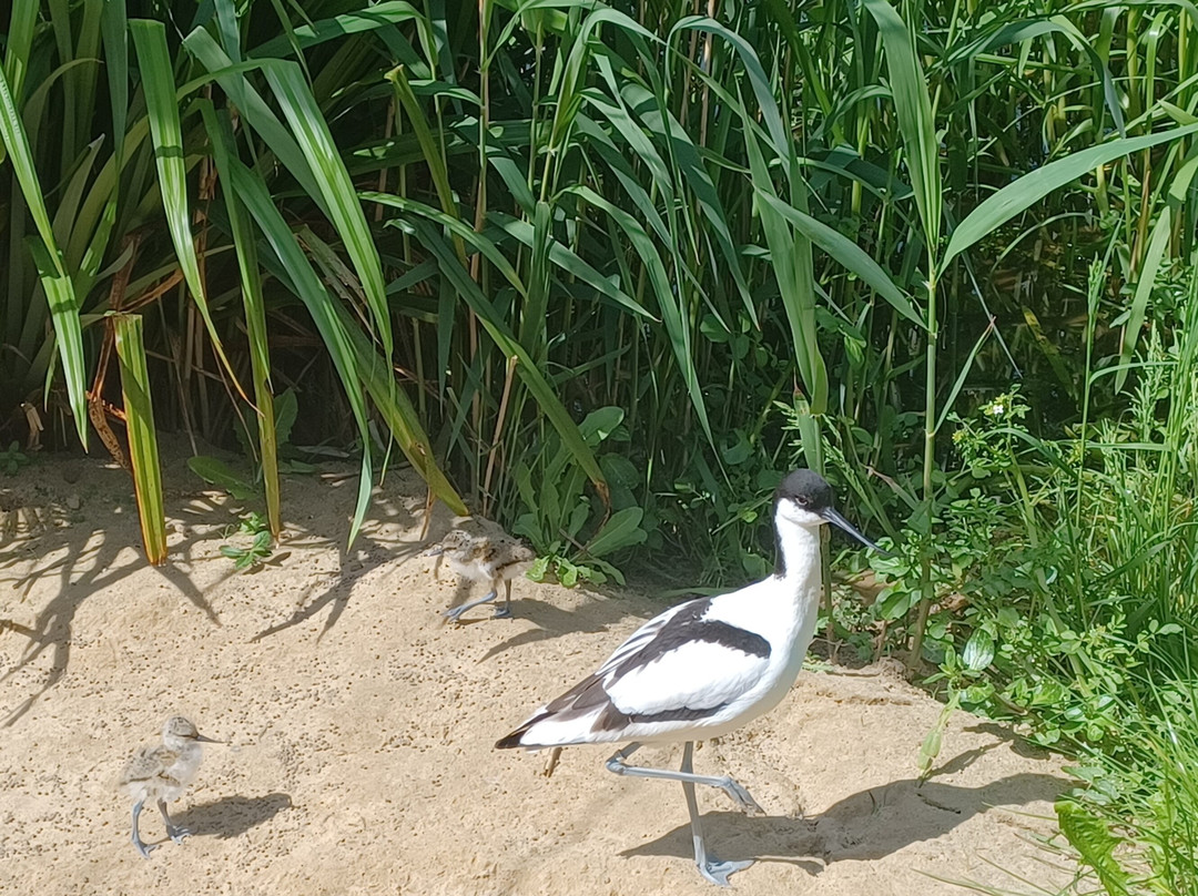 Pensthorpe-Fakenham必去景点