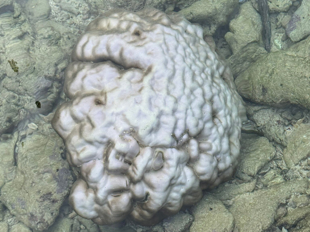 Natural Coral Bridge-Neil Island必去景点