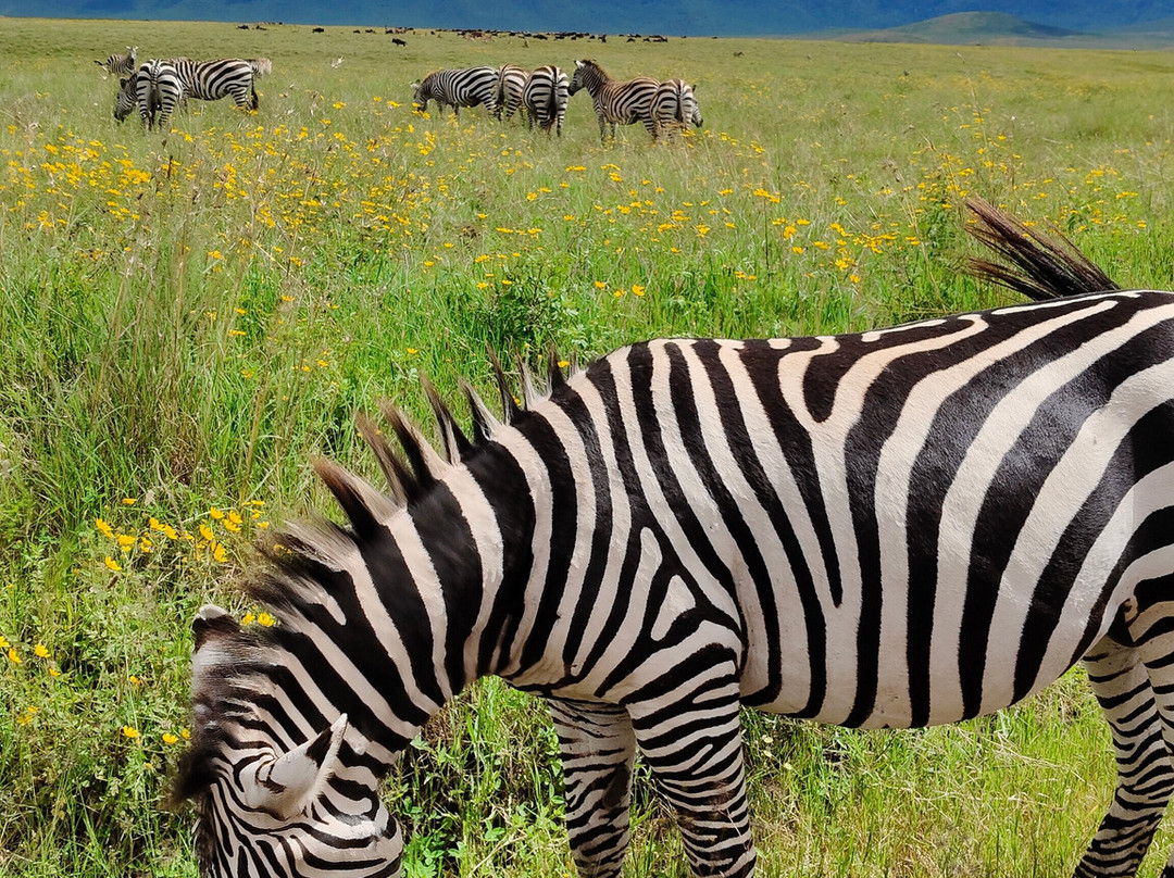 Ngorongoro Crater-恩戈罗恩戈罗保护区必去景点