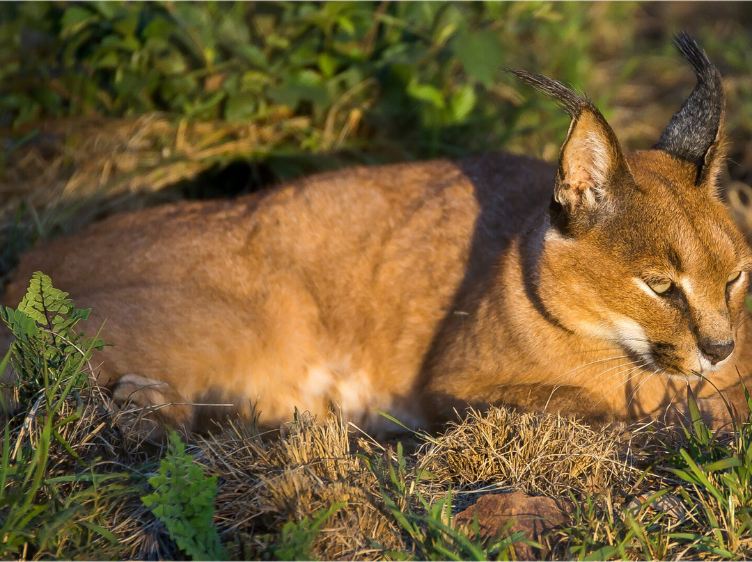 Cheetah Experience (ZA Cheetah Conservation)-贝拉贝拉必去景点